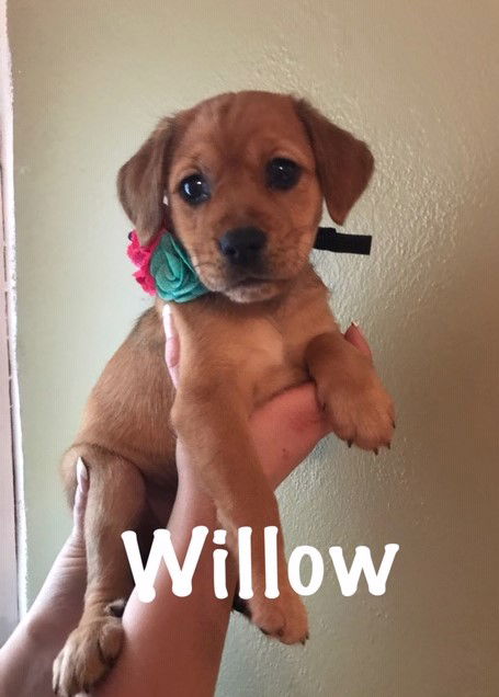 Willow