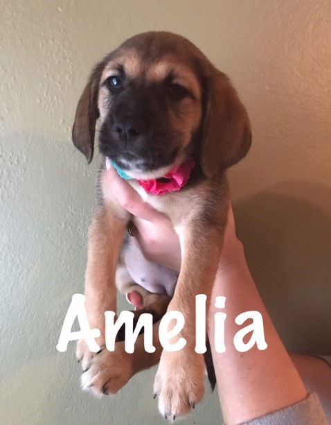 Amelia