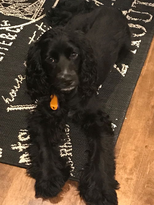 Izzy
