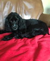 Izzy