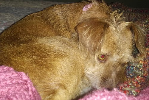 Ginger (foster is adopting need better pics)