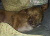 Ginger (foster is adopting need better pics)