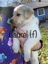 Laurel