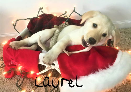 Laurel