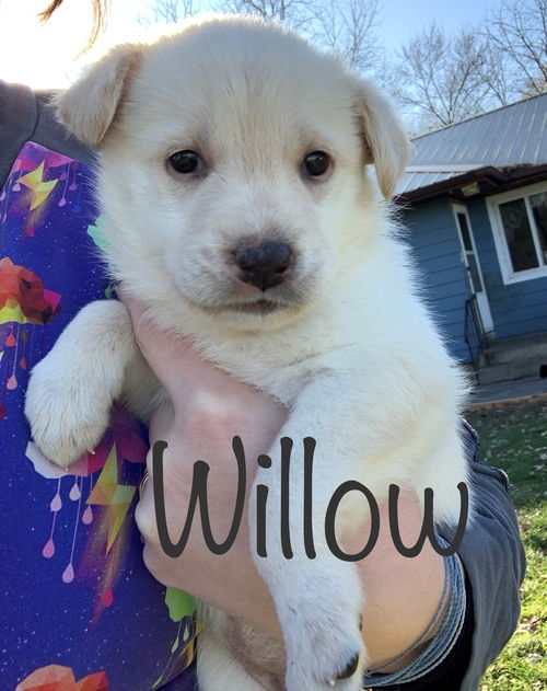 Willow
