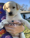 Tamarack