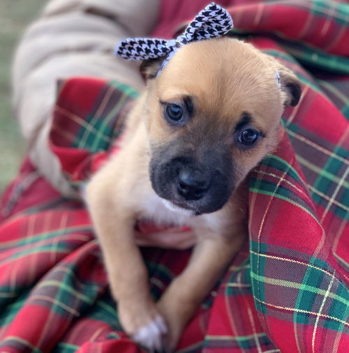 Roxy