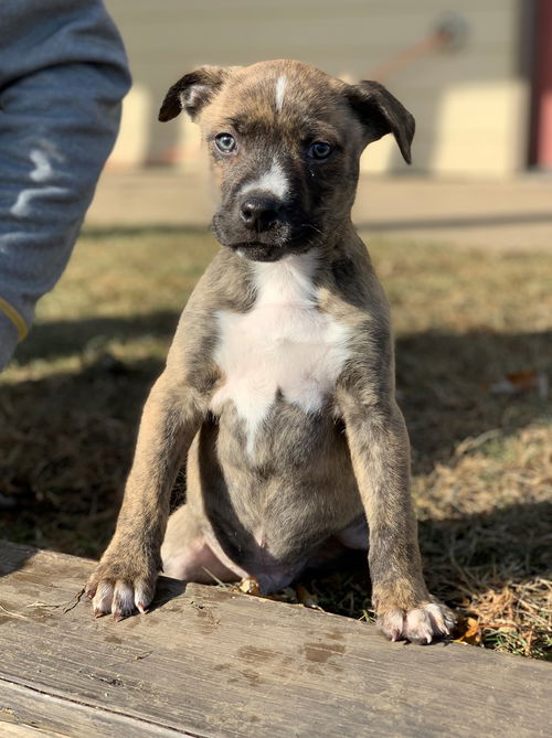 Peanut