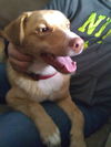 Roscoe