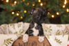 Holly