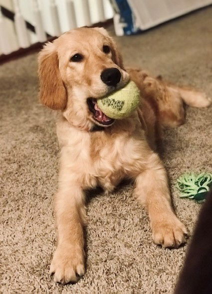 Watson