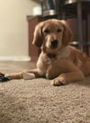 Watson