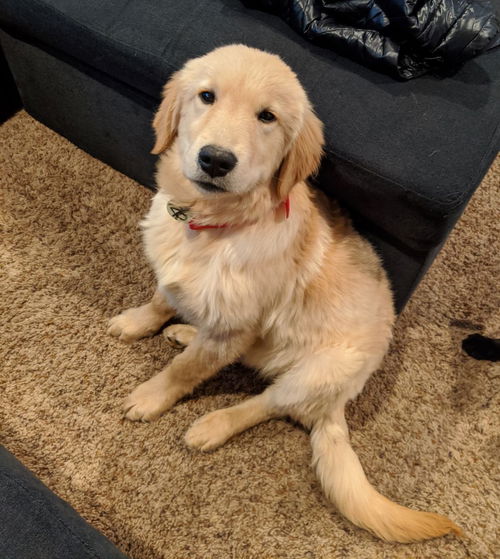 Barley
