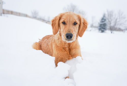 Charlie