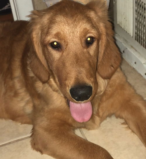 Winston