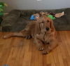 Winston