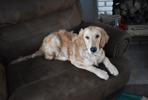 Hank