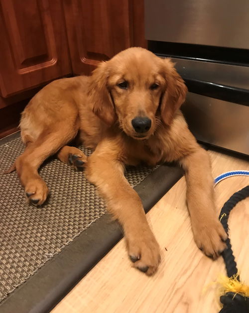 Hazel