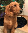 Hazel