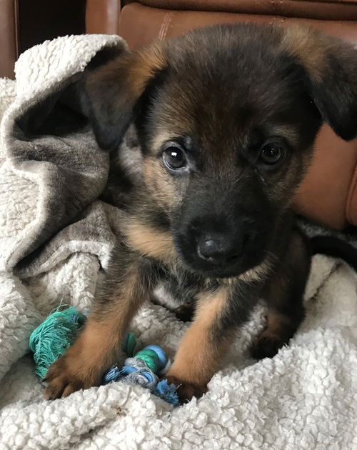 Enzo