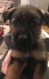 Enzo