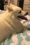 Esko
