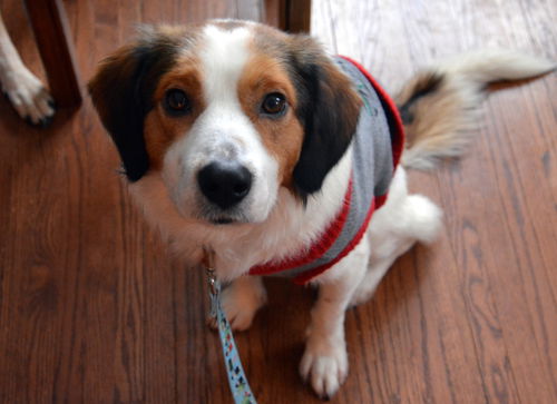 Rocket (adopter is going to keep for now)