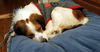 Rocket (adopter is going to keep for now)