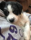 Elvis