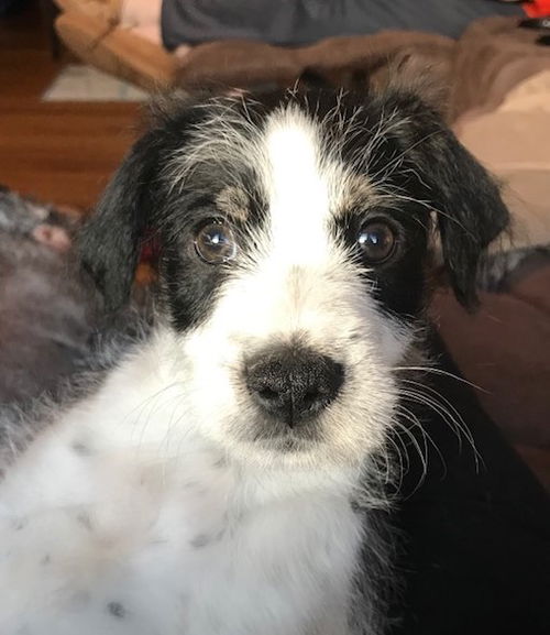 Elvis