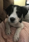 Elvis