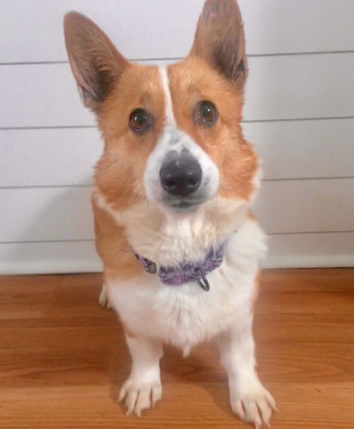 Bailee