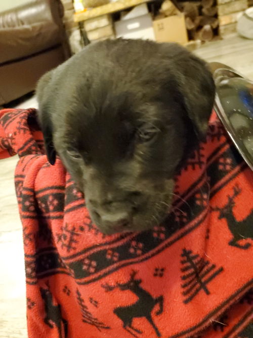 Kenai
