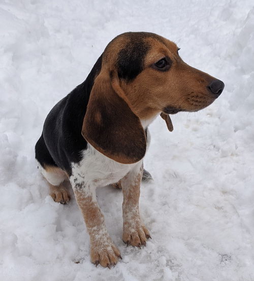 Lilu