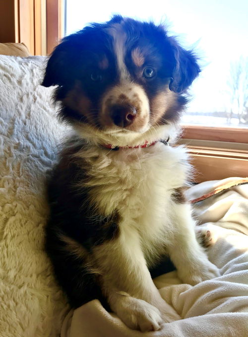Nala