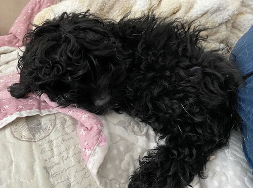 Fozzi