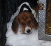 Yooper