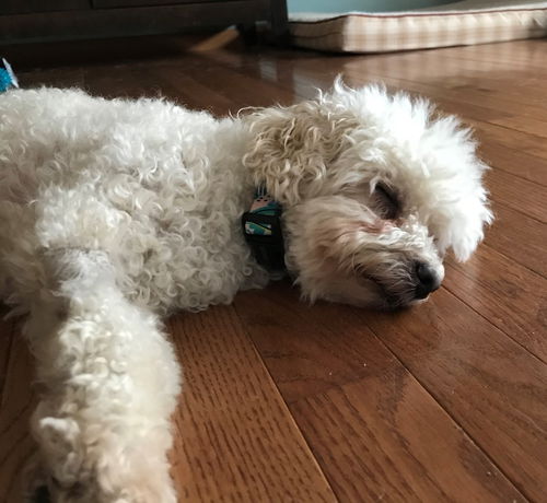 Casper BONDED with Lucy