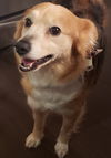 Heidi