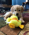 Bennie