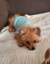 Alfie