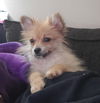 Alfie