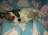 Lucy