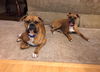 Leo bonded with Maggie