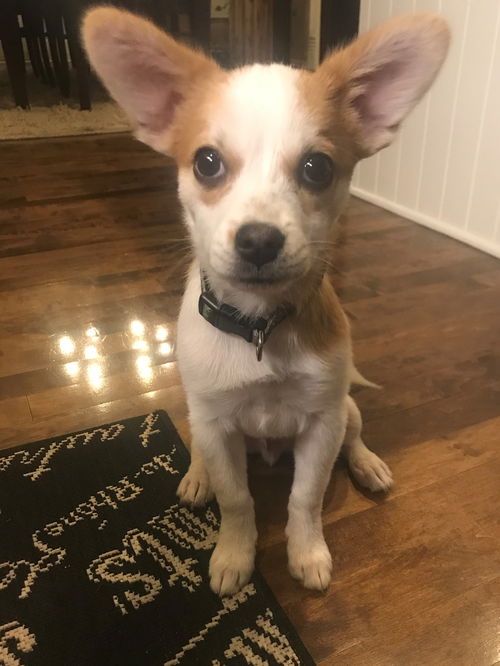 Finn
