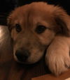 Winston