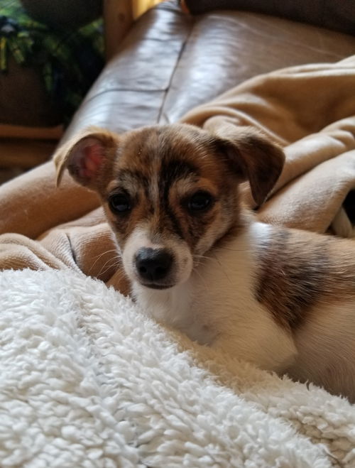 Gidget