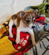 Gidget