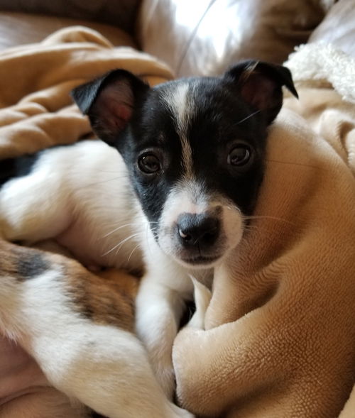 Oscar