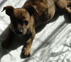 Teddy